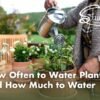 Plants: How Often Should You Water Indoor Plants? 9 Proven Tips