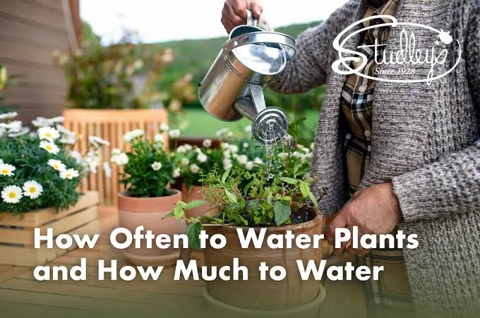 Plants: How Often Should You Water Indoor Plants? 9 Proven Tips